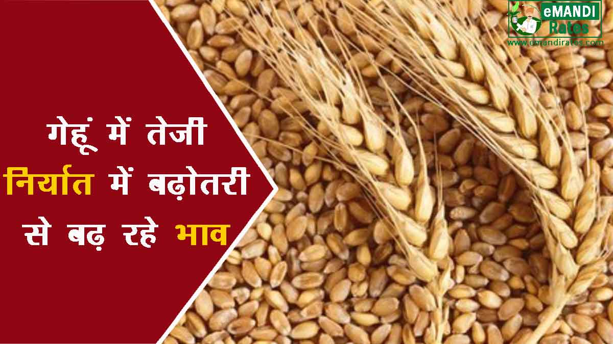 Rise in wheat prices