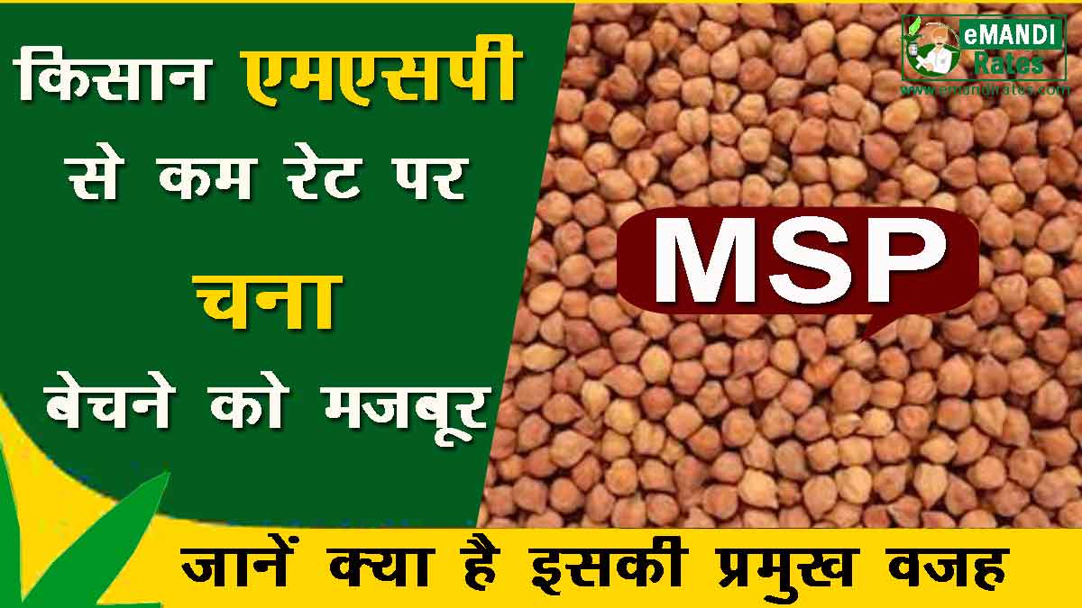 Chana (gram) prices below MSP