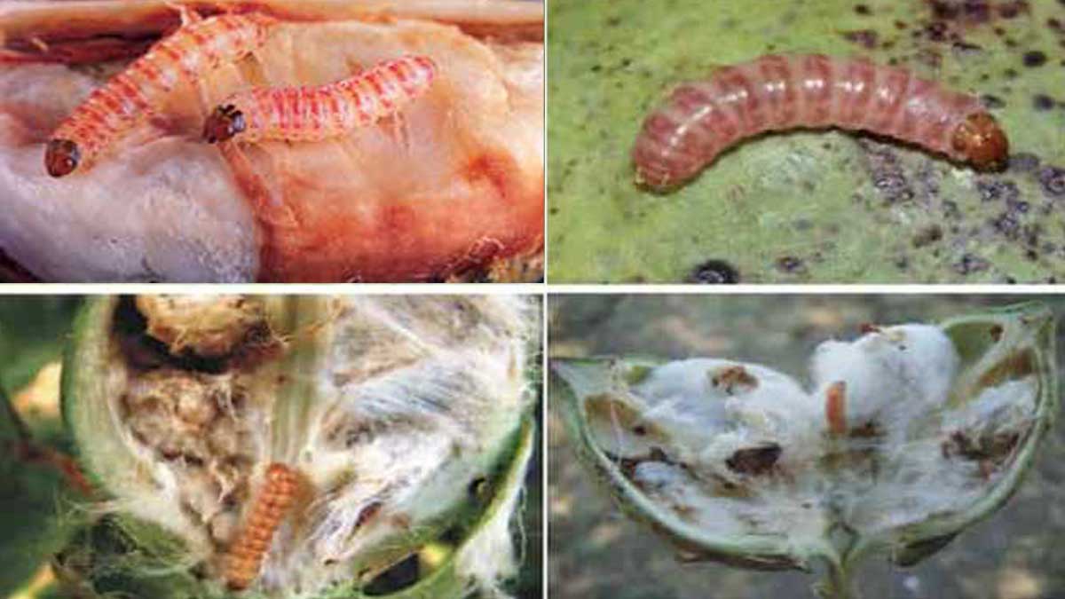pink bollworm damage in cotton