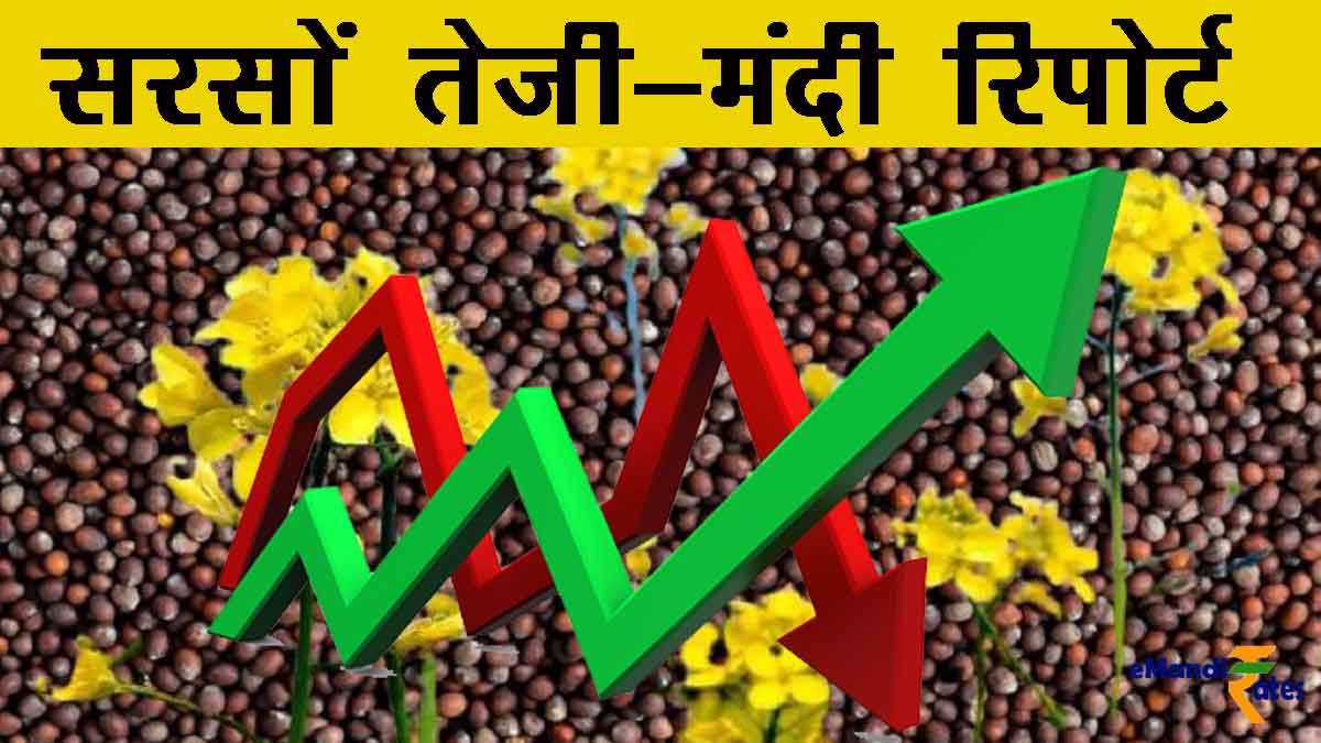 sarso bhav teji mandi report today