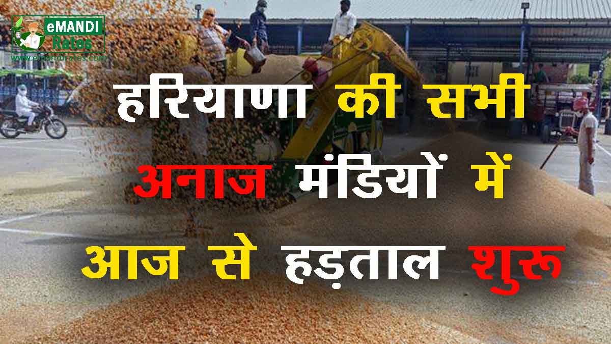 Arhtiyas in Haryana Strike in Grain Markets
