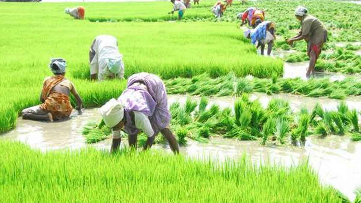 Kharif Season