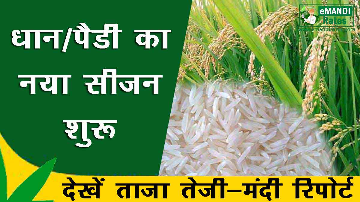 dhan Basmati teji mandi report