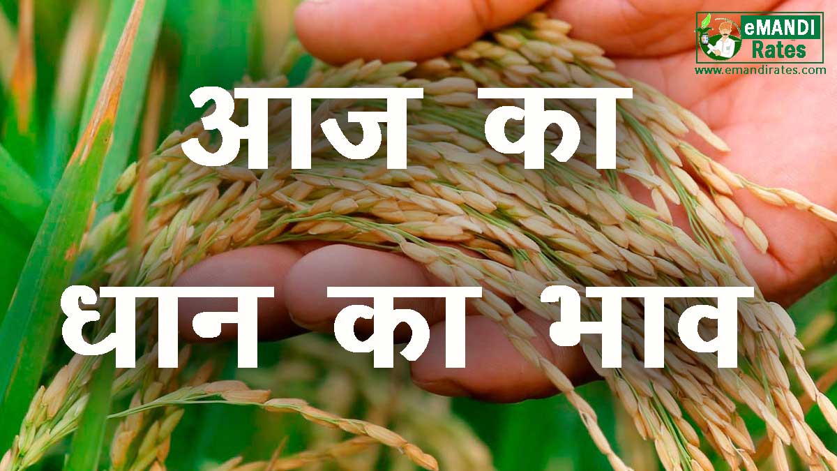 dhan ka bhav aaj ka