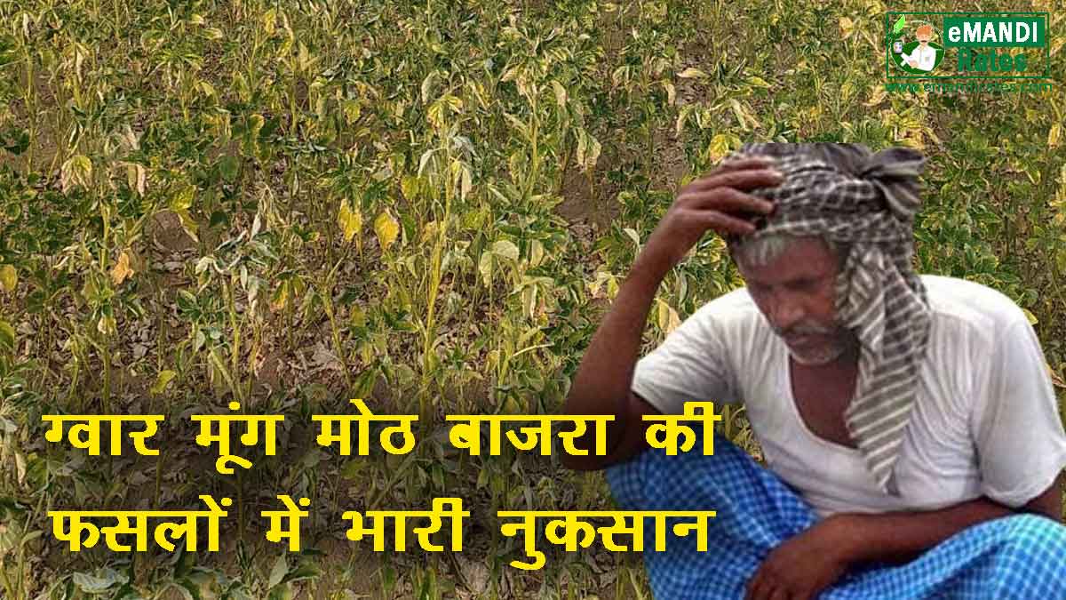 Due to lack of rain, heavy damage to the crop of guar, moong, moth, millet, Damage survey not done yet, farmers upset