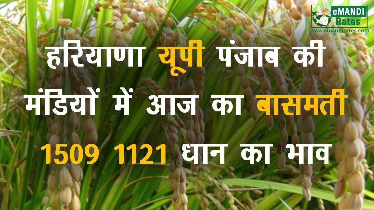 1509 dhan ka bhav today