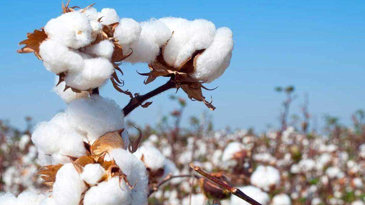 Cotton Rate