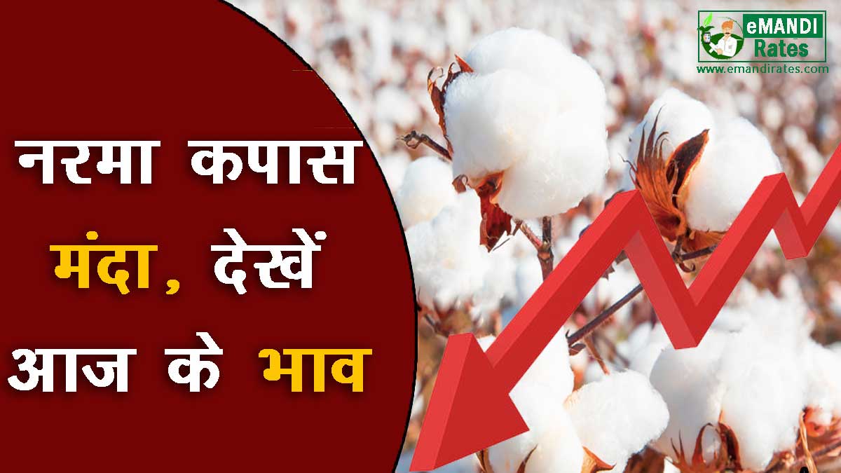 Narma-Kapas Bhav 2023