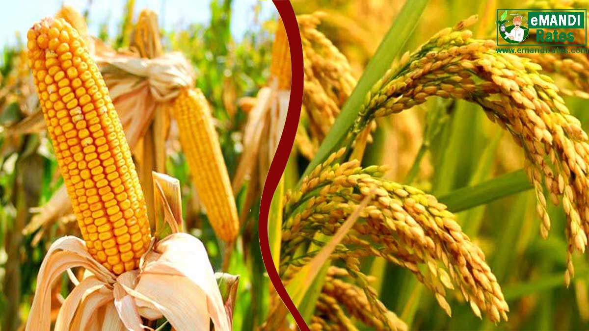 Paddy and maize will be purchased at MSP in Chhattisgarh