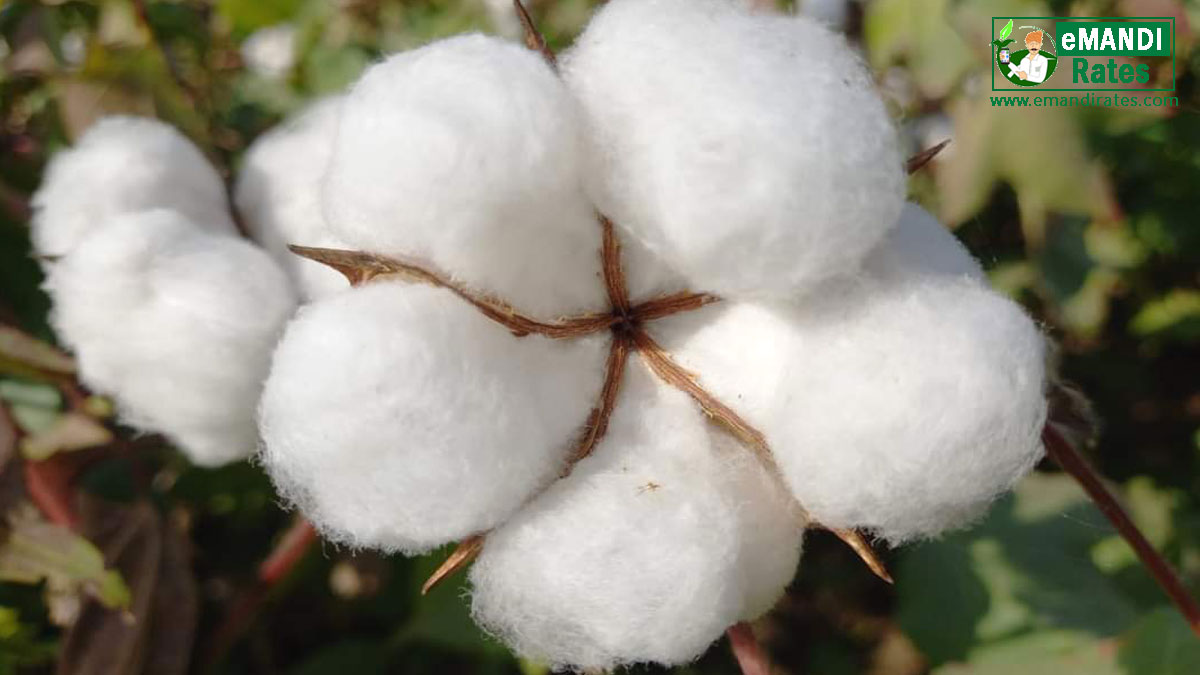 cotton narma kapas ka bhav