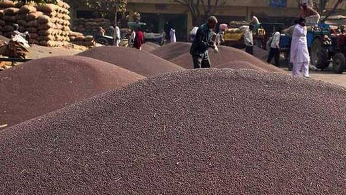 mustard market in india