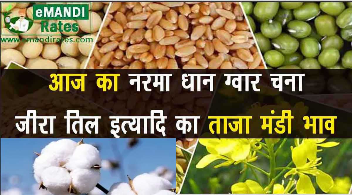 Mandi Bhav Today