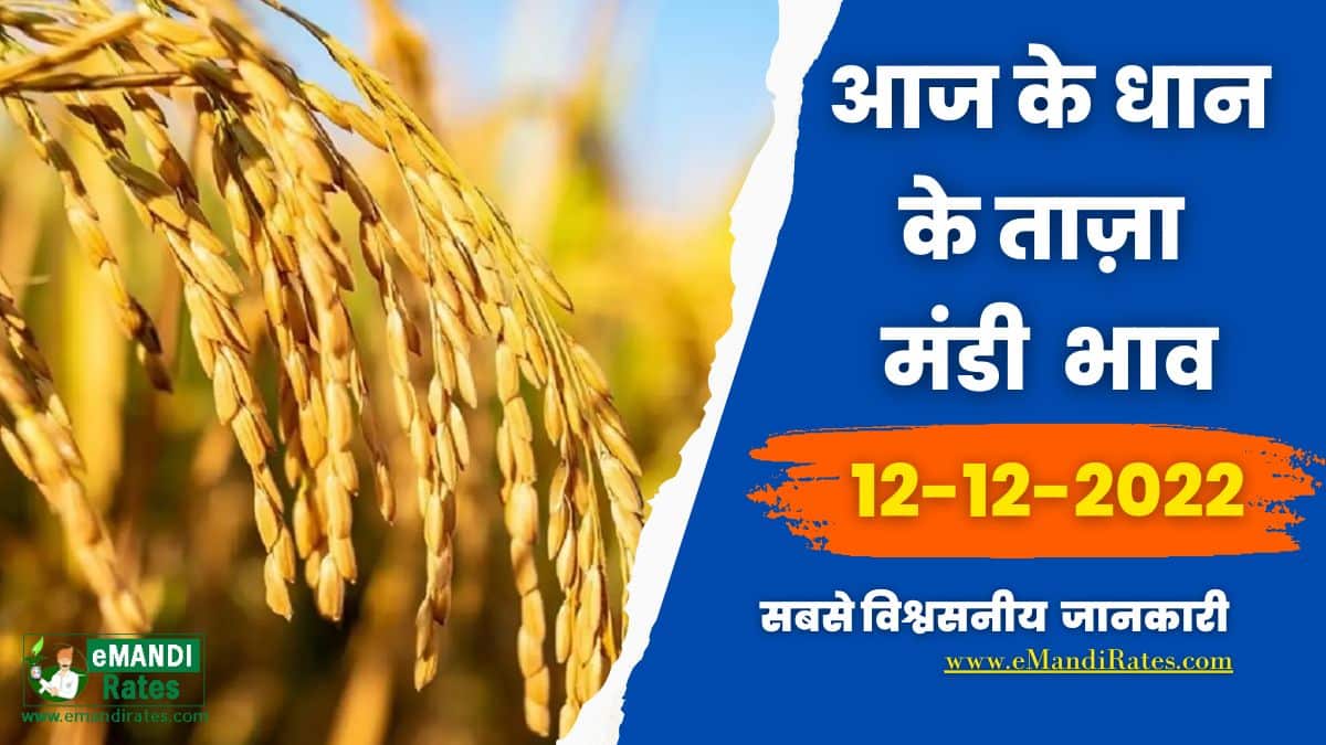 Paddy (Dhan) (Basmati) Mandi Rate