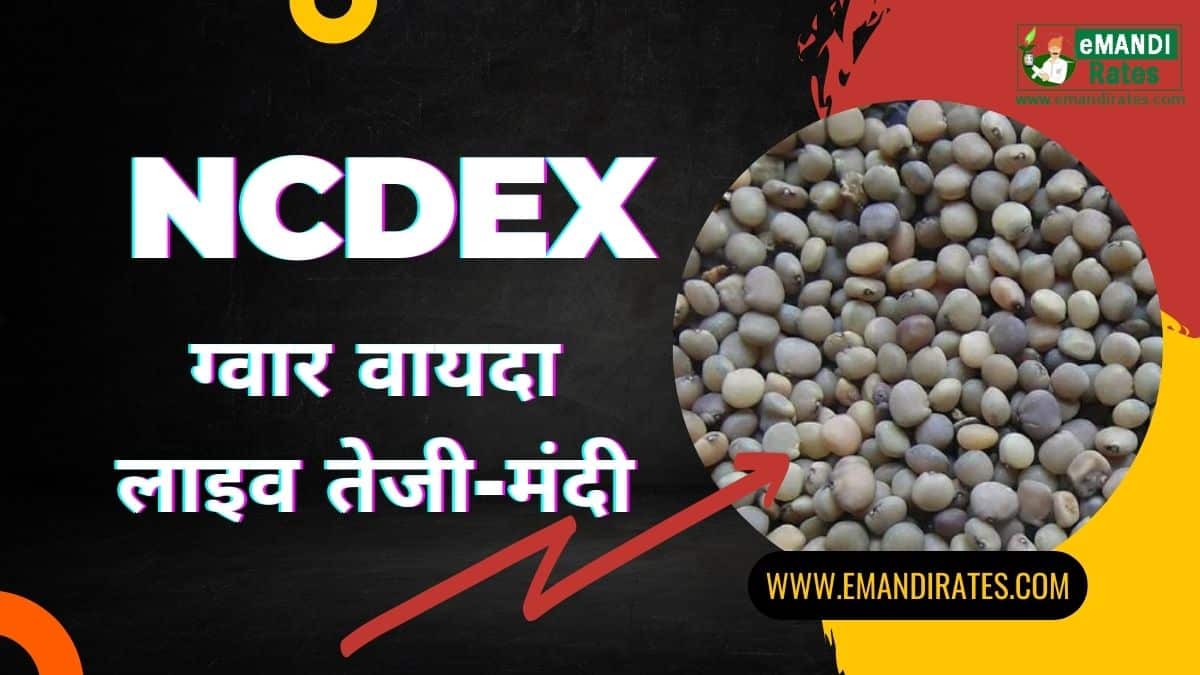 ncdex guar bhav today