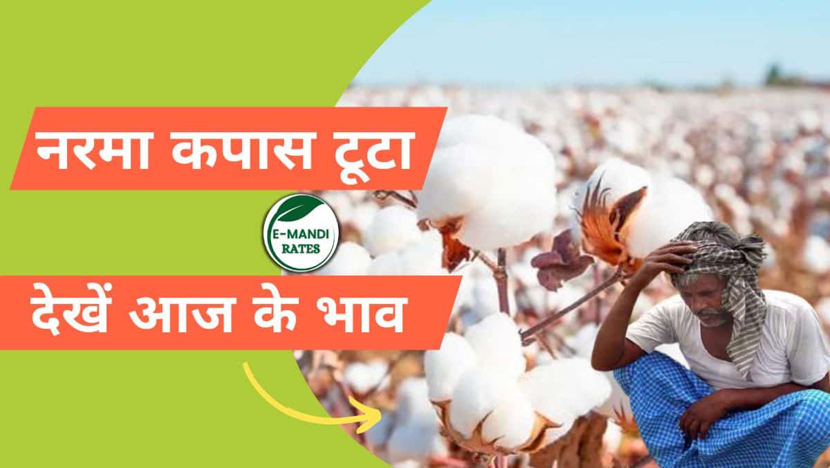 Narma Kapas Price Down