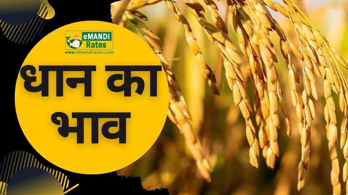 Paddy (Dhan) (Basmati) Mandi Rate