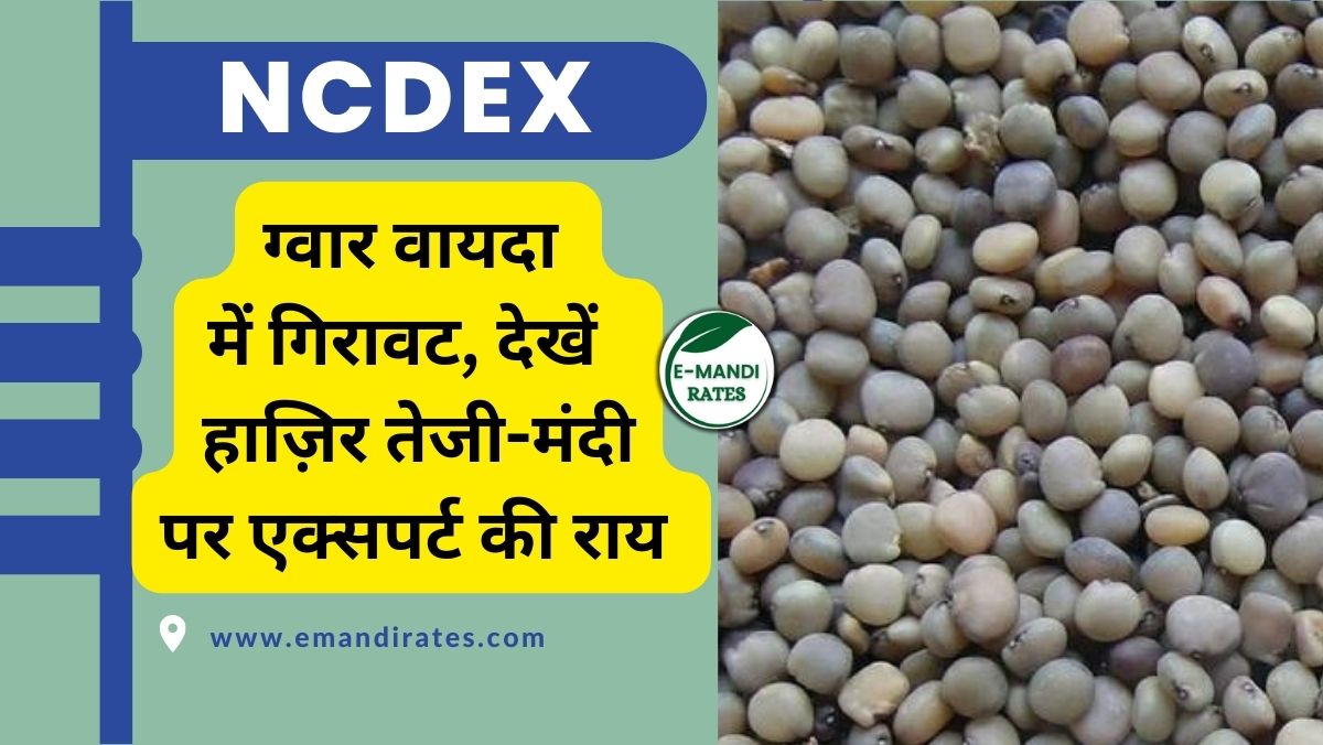 guar ncdex teji mandi