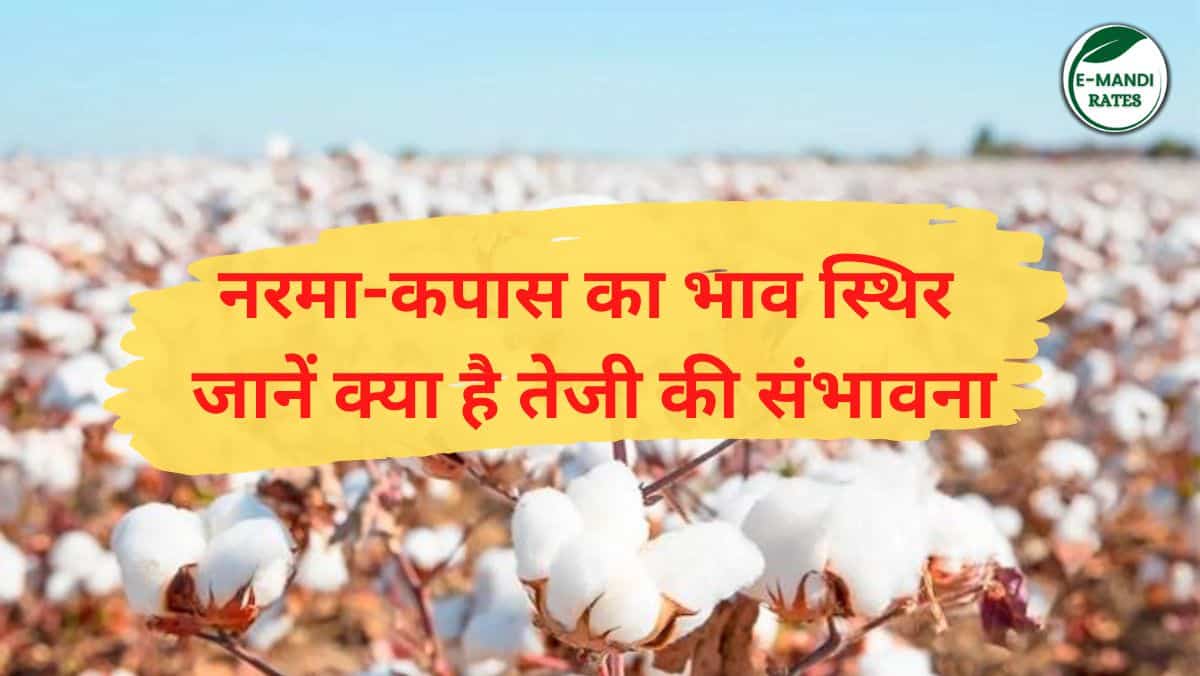 नरमा-कपास का भाव