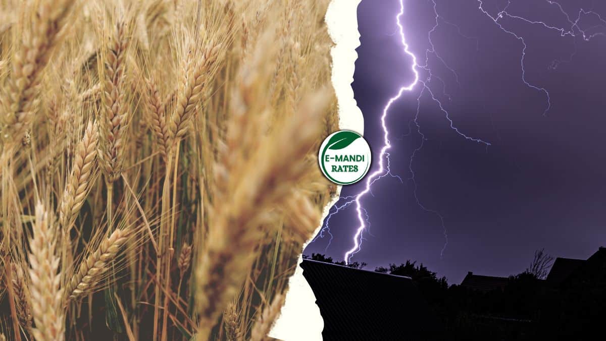 rabi crop season 2024 weather update