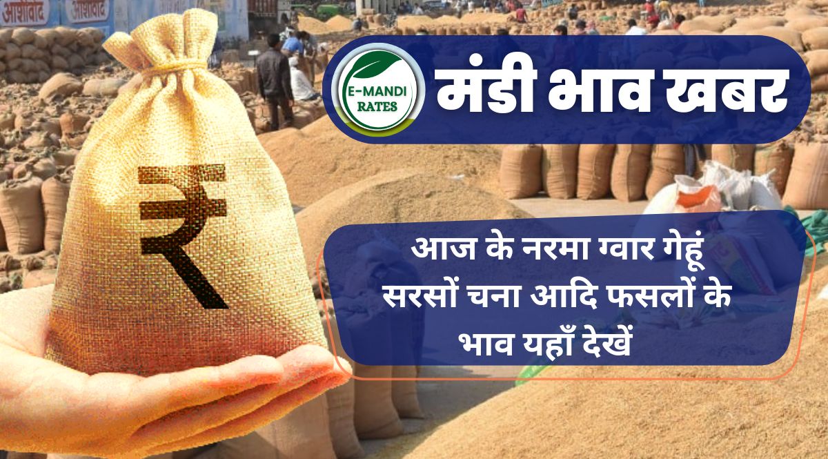 Anaj Mandi Bhav today