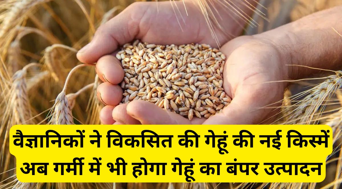 ICAR's New Wheat Variety