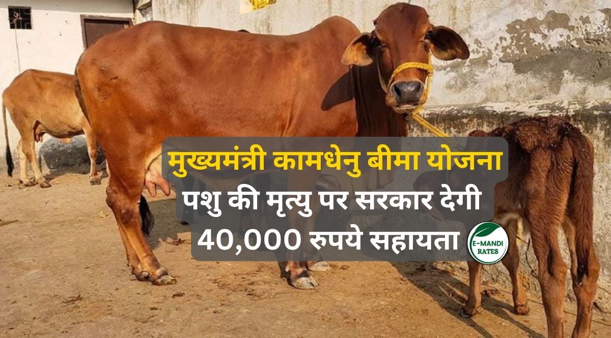 Kamdhenu Bima Yojana