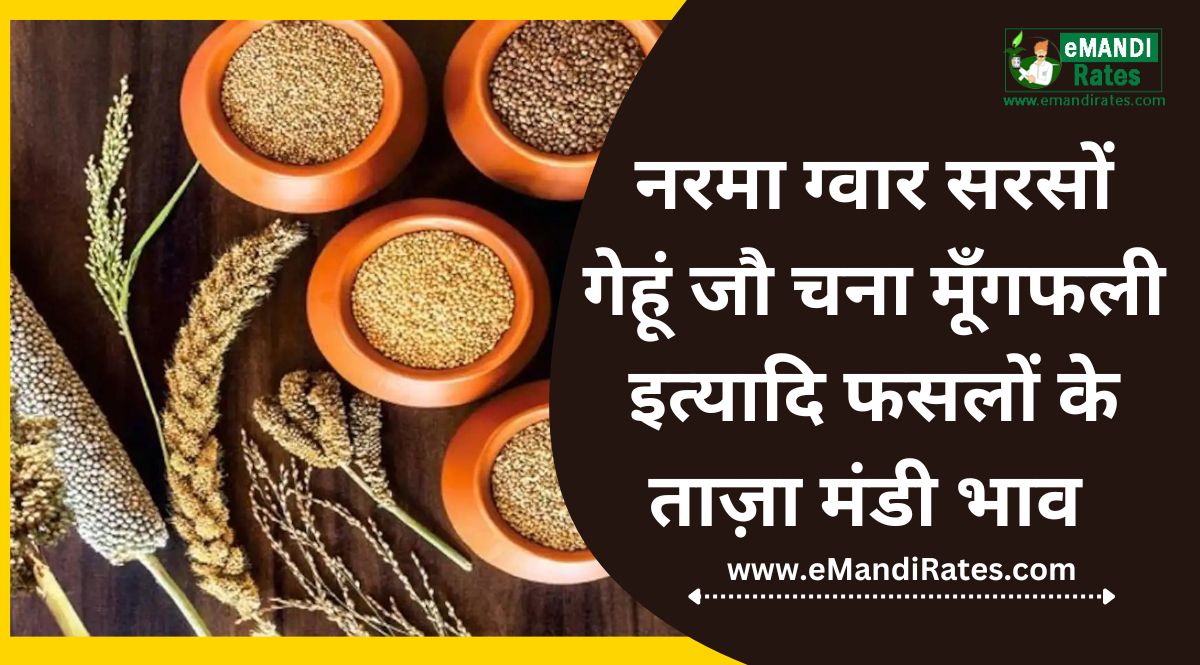 mandi bhav today 2023