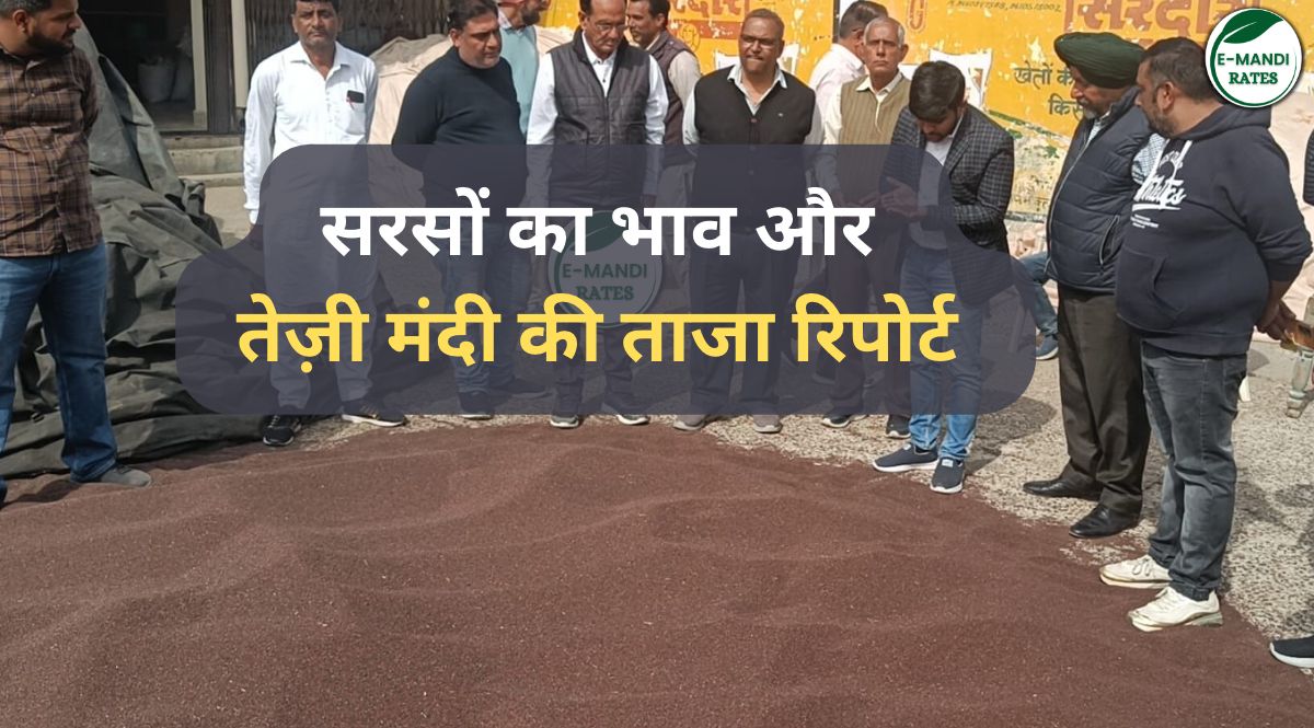 Mustard Seed Price in India (Sarson) Mandi Wise