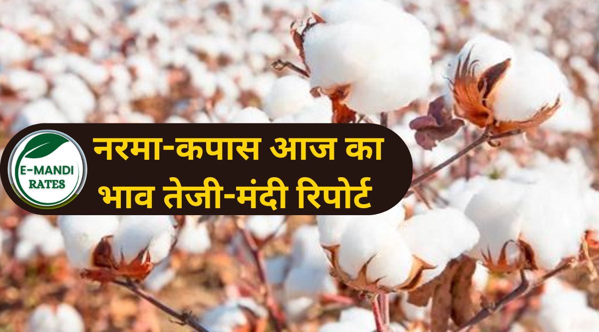 aaj ka narma kapas ka bhav