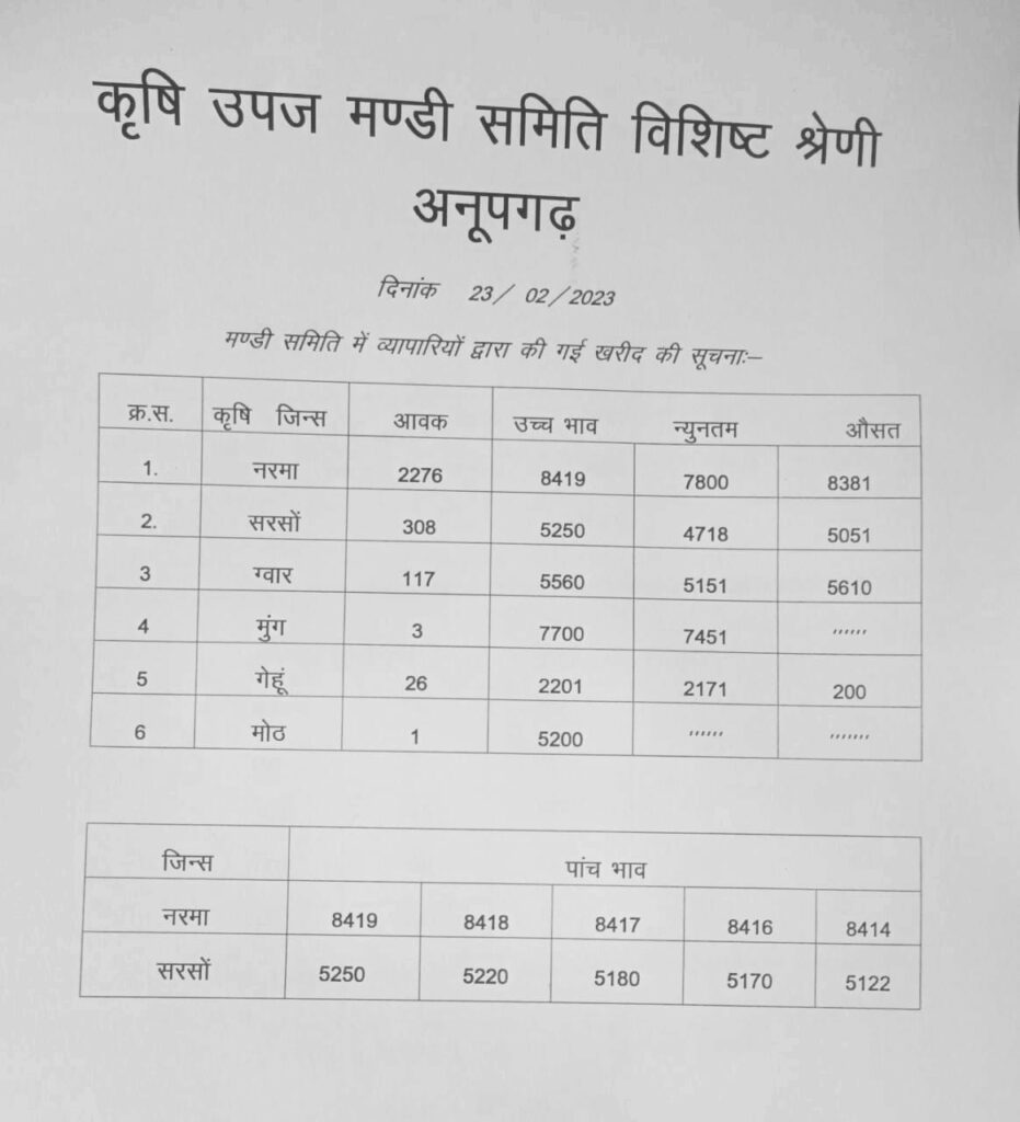 anupgarh mandi bhav today