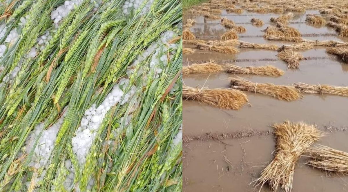 Heavy damage due to rain and hailstorm in Rajasthan