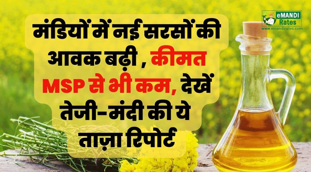 Mustard Price Today Latest Update
