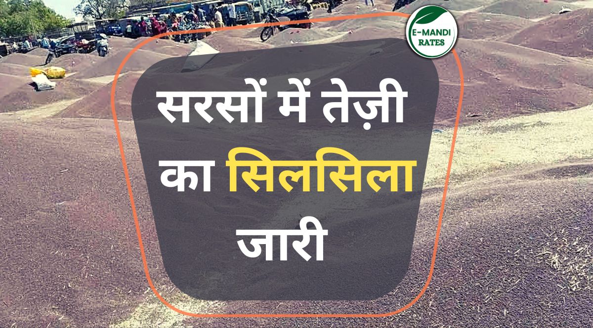 Mustard Price Update