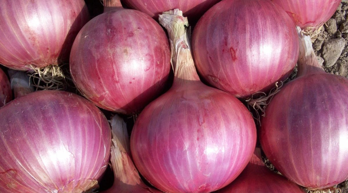 Onion farmers will get subsidy of Rs 300 per quintal, farmers are not satisfied with this announcement