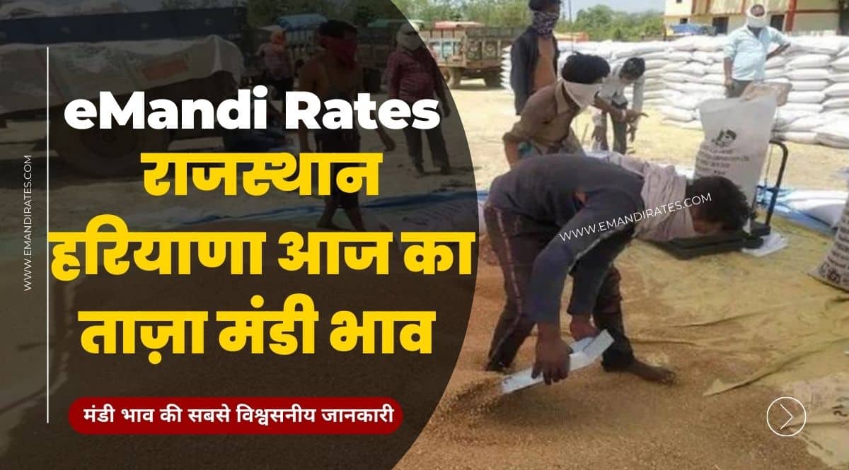 rajasthan haryana mandi bhav
