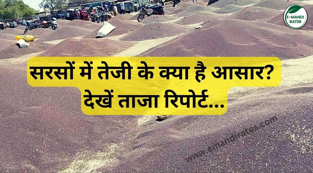 sarso me teji kab aayegi