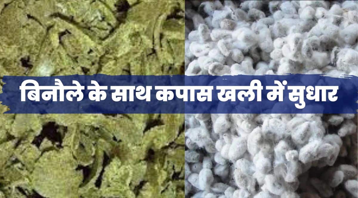 COTTON CAKE Price