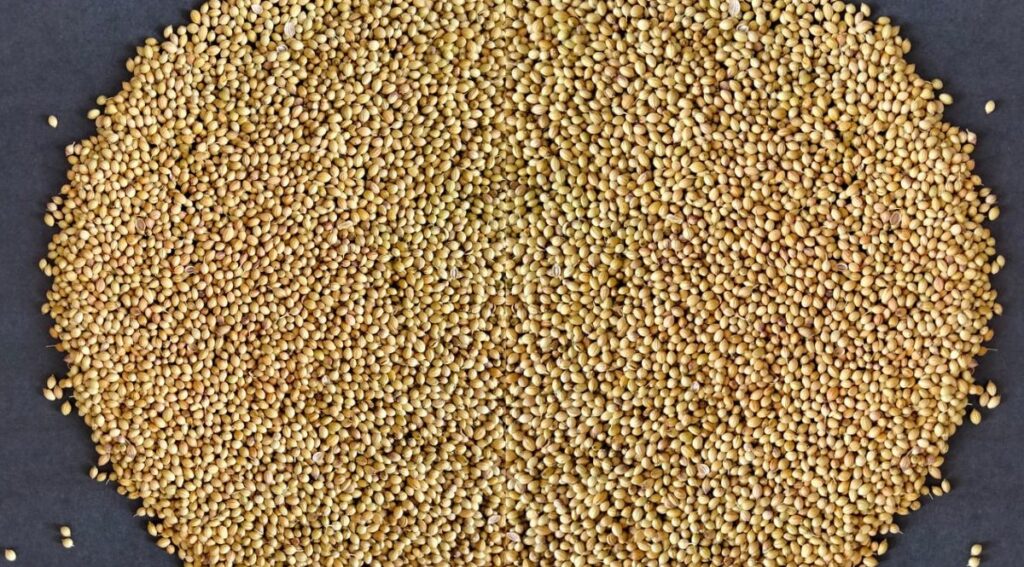 Coriander