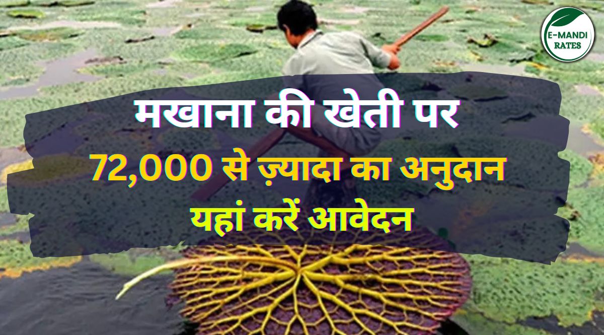 Subsidy on Makhana Farming