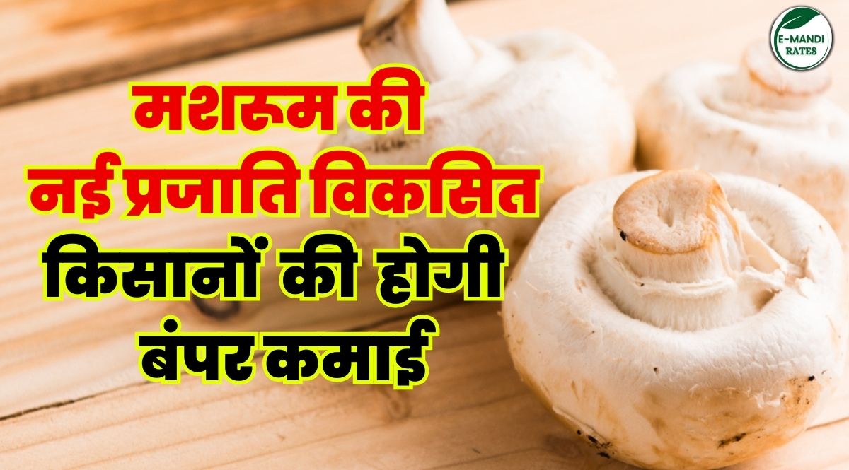 New variety of mushroom developed