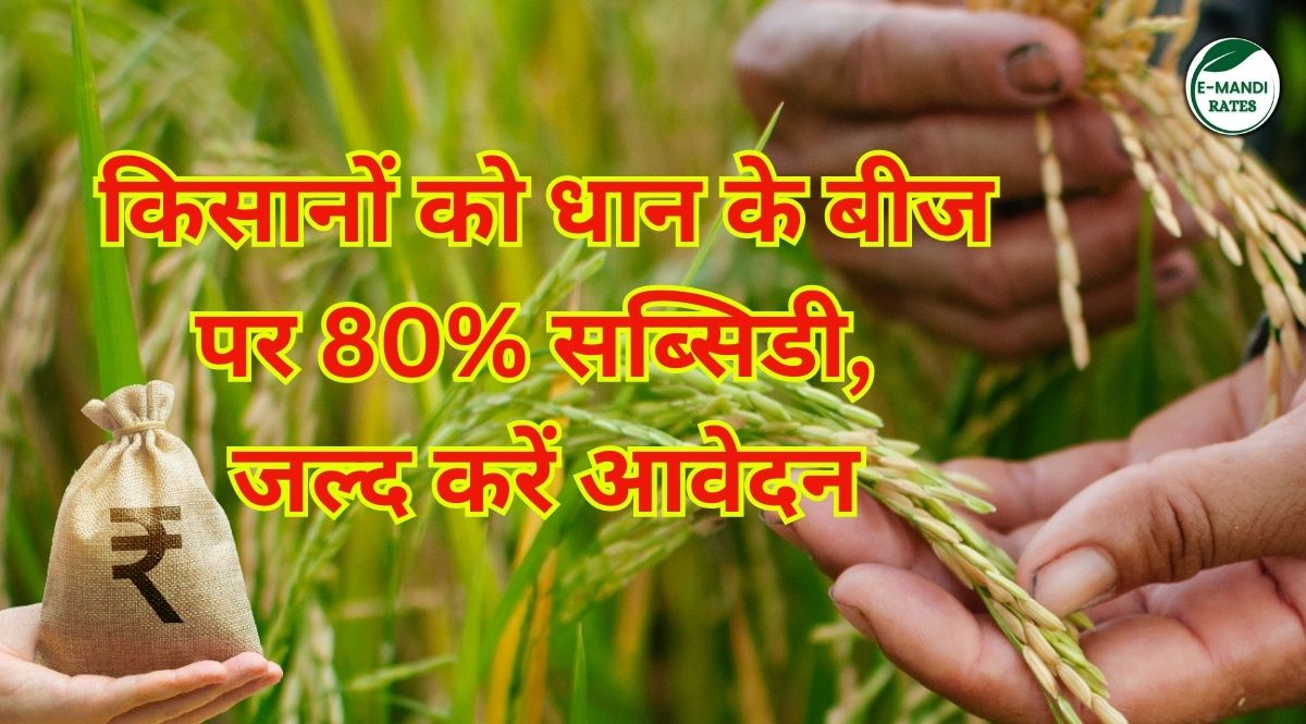 Paddy Cultivation Seed Subsidy