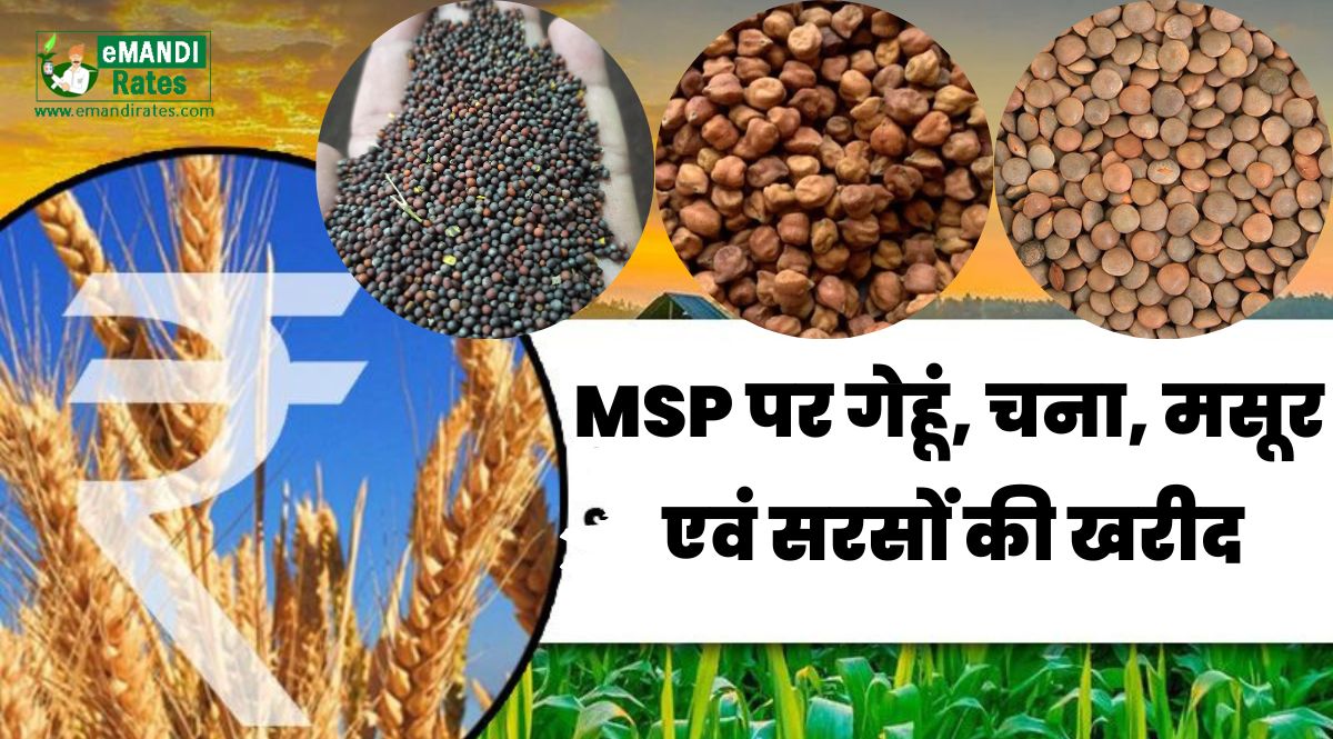 Purchase of wheat, gram, mustard, lentils will start on MSP from today, know what is the government rate