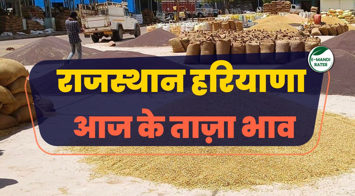 Rajasthan Haryana Mandi Bhav