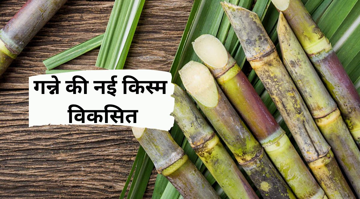 Scientists developed new varieties of sugarcane