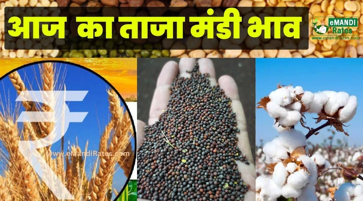 aaj ka taza anaj mandi bhav