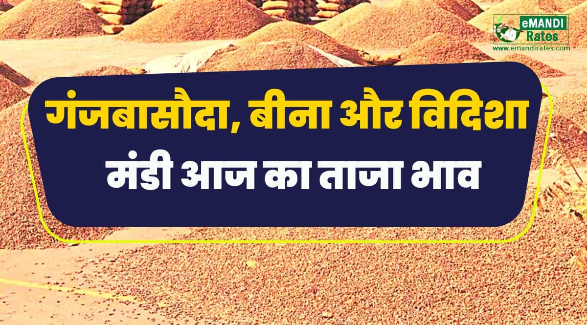 ganjbasoda vidisha bina mandi ka bhav aaj ka