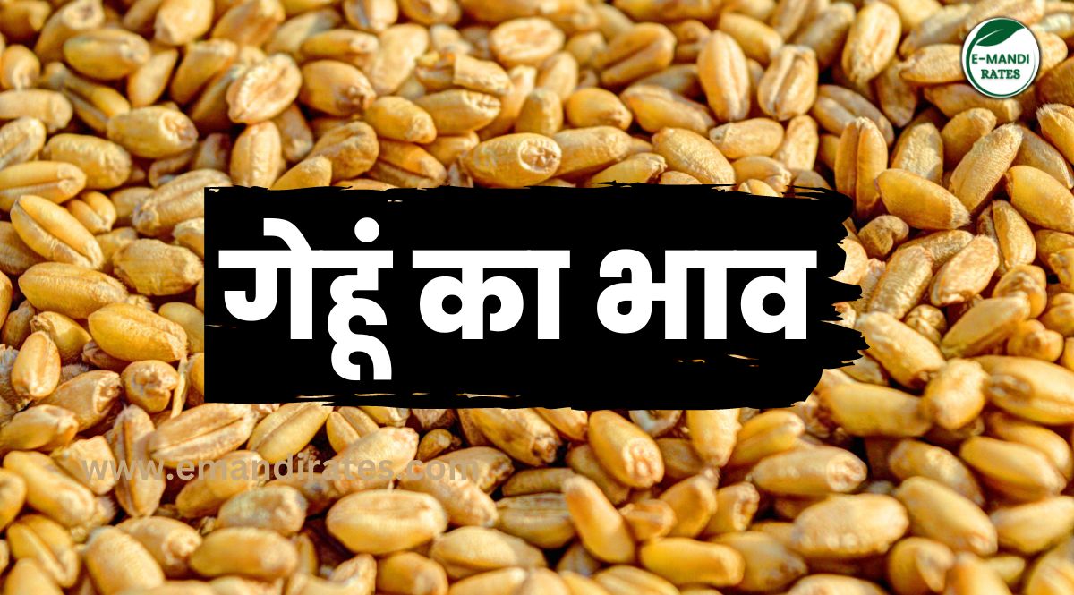 gehun ka kya bhav hai