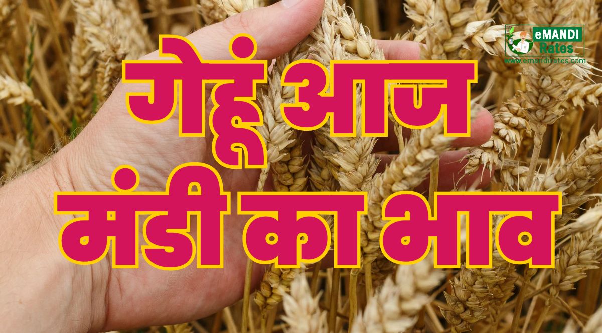 wheat Price in India