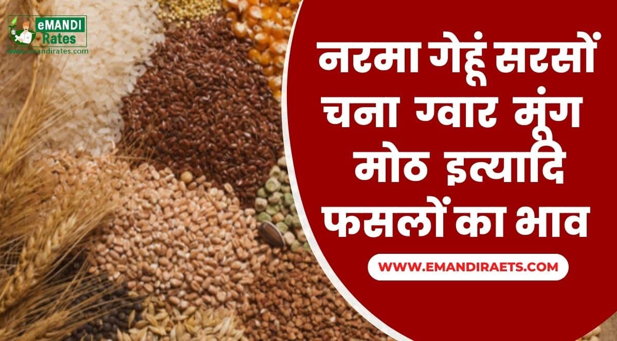 Agri Crop Mandi Bhav Today