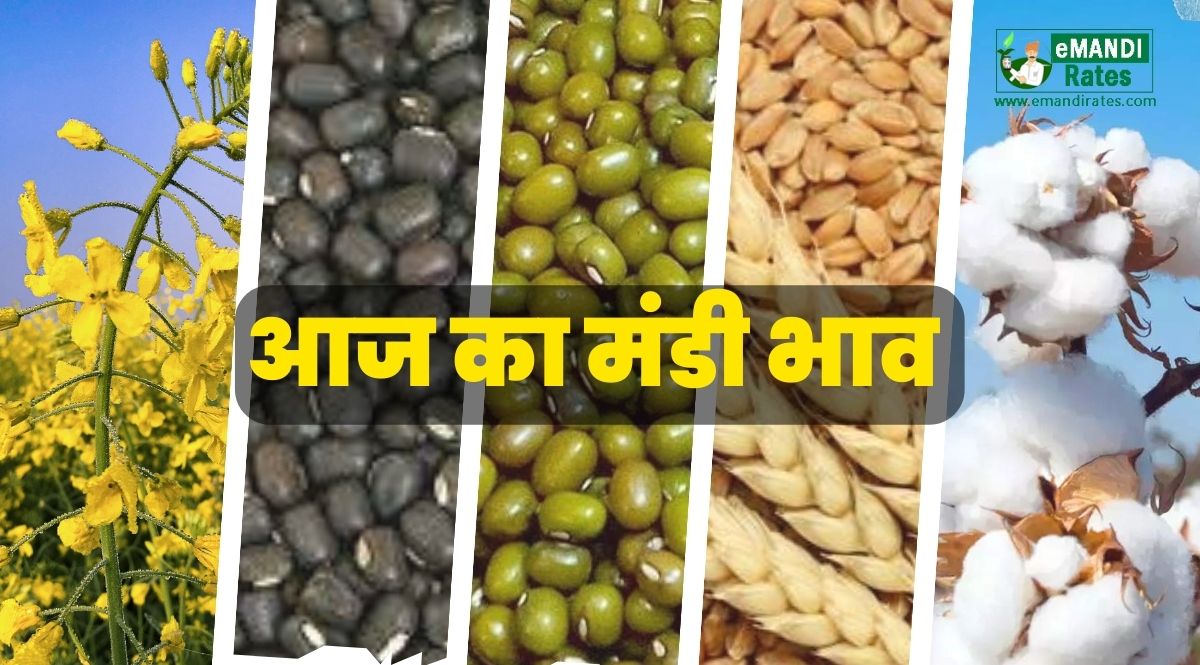 Crops Mandi Bhav Online Today Live Update